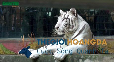 Hổ trắng – Di sản kỳ diệu giữa lòng Thảo Cầm Viên Sài Gòn Hổ trắng – Di sản kỳ diệu giữa lòng Thảo Cầm Viên Sài Gòn